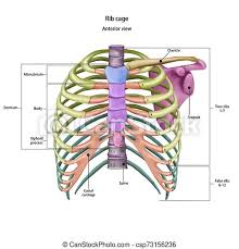 The rib cage shields the heart and lungs from damage. 1 Bones Of The Human Chest Rib Cage Bones With The Name And Description Of All Sites Anterior View Human Anatomy Canstock