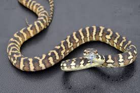 darwin carpet pythons at aar
