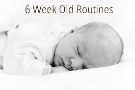 6 Week Old Routine Schedule
