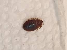 do bed bug covers work discover