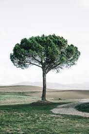 Minimal Tree Pictures