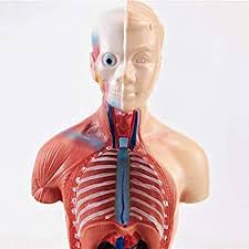 Other articles where torso is discussed: Buy Human Body Model For Kids 11 Inch High 15 Parts Detachable Human Torso Anatomy Model Anatomy Models For Nursing Students Online In Turkey B08jgf6ltk