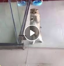cat dances at glass door of an