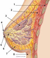 Human body anatomy medical scheme with internal organs. The Female Reproductive System Boundless Anatomy And Physiology