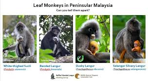 Скачайте фото dusky leaf monkey are native to thailand and malaysia прямо сейчас. Leaf Monkeys In Peninsular Raffles Banded Langurs Facebook