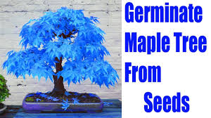 germinate maple tree from seeds bonsai