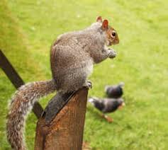 The most helpful expert i could find said he'd be happy to come get the squirrel. How To Get Rid Of Squirrels Pest Control Products