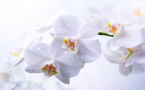 orchid wallpapers wallpaper cave