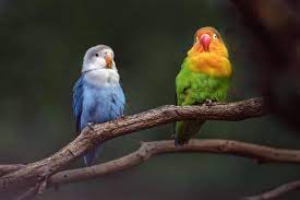 love birds stock photos images and