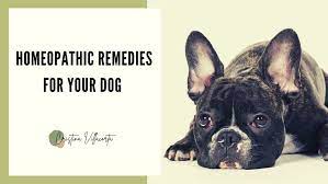 homeopathic remes for dogs