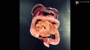 Related posts of women body internal parts in diagram reproduction system in human. Human Female Internal Organs Anatomy 3d Model From Creativecrash Com Youtube