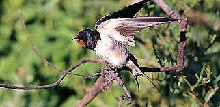 Селската лястовица (hirundo rustica) е дребна птица от семейство лястовицови (hirundinidae), разред врабчоподобни (passeriformes). Lyastovica Opisanie Hranene Razmnozhavane Mestoobitanie Priroda 2021