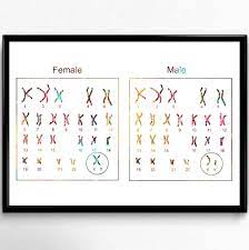 Maybe you would like to learn more about one of these? Karyotype Science Art Biology Print 5 X 7 In Dna Genomics Poster Wall Decor 8 X 10 In 12 X 16 In 11 X 14 In Male Chromosomes Art Collectibles Watercolor Kromasol Com