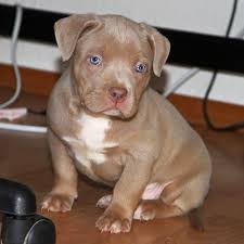 Have been vet checked and will. Pitbull Puppies For Sale Pitbulls Of Great Strength Facebook
