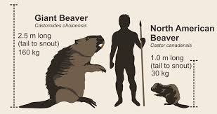 Castoroides The Giant Beaver That Roamed Prehistoric Earth