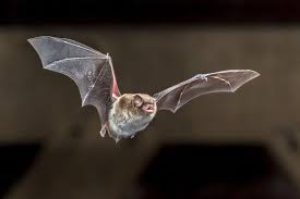 How to Get Rid of Bats (and Keep Them Away for Good) - Bob Vila