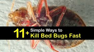11 Simple Ways To Kill Bed Bugs Fast