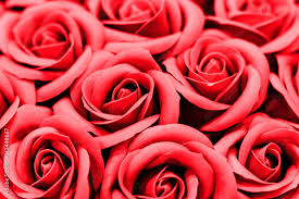 romantic red roses flower bright