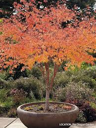 I ordered one that looks great and is doing well in my garden. Designing With Japanese Maples Garden Gate