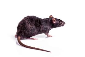 Looking for a way to get rid of rats once and for all? How To Get Rid Of Rats Wildout Animal Pest Removal
