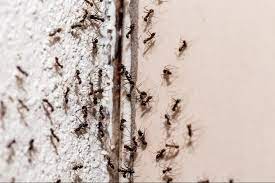 i have an ant infestation in my walls