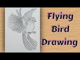 how to draw a realistic flying bird