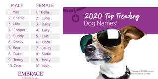 Pet Insurance Names gambar png
