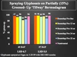 Spraying Glyphosate On Slightly Greened Up Bermudagrass In