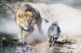 南非幼年疣猪雄狮爪下上演惊险逃生（图）-新华网