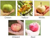 What color are apples naturally?