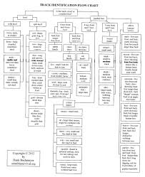 Id Plant Identification Flow Chart Chart Survival Track