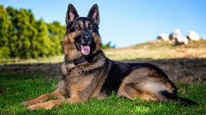 11 dog breeds like the german shepherd