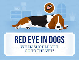 red eye in dogs when to go to the vet