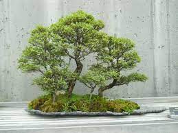 can i grow a juniper bonsai indoors