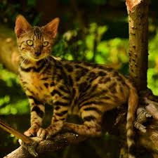 Naturally, they don't come cheap. Buy Bengal Kitten Cat For Sale Online In India At Best Price