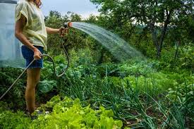 Are You Watering Your Veggies The Right Way Mnn Mother
