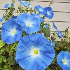 Selamat pagi malaysia (nadi seri pagi). Biji Benih Bunga Seri Pagi Biru Morning Glory Heavenly Blue 10 Seeds Shopee Malaysia
