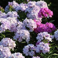 Maybe you would like to learn more about one of these? Plant Perennials In Fall For A Bigger Spring And Summer Garden Costa Farms