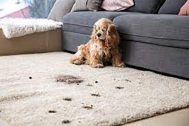 a dog from chewing the carpet