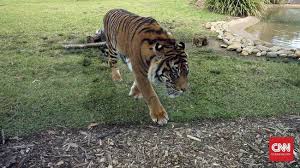 Dari berbagai macam jenis ternak yang menjadi incaran para wisatawan, . Serangan Harimau Di Sumsel Diduga Akibat Perburuan