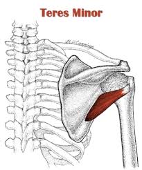 Teres major (minor superior to major). The Definitive Guide To Teres Minor Anatomy Exercises Rehab