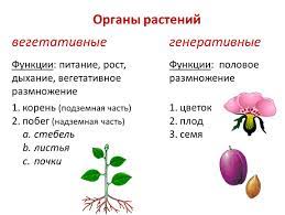 Вегетативные и генеративные органы растений