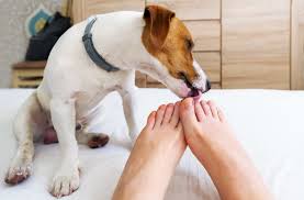 puppy licks to a woman s feet may have
