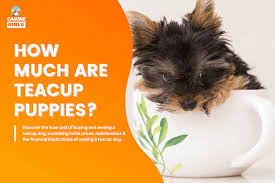 teacup dog how much teacup