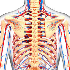 Functioning at the end of the circulatory cycle, the veins of the upper torso carry deoxygenated blood. Upper Body Anatomy Photograph By Pixologicstudio Science Photo Library