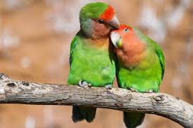 lovebirds as pets needs and