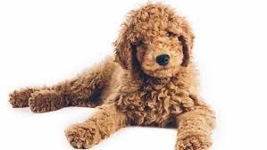 How a puppy is raised in the first weeks of it's life is almost just as important to the puppy's personality as genetics! Goldendoodle Puppies For Sale Adopt Your Puppy Today Infinity Pups