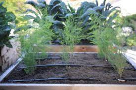 asparagus planting guide timing for