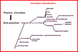 Chordates Zoology For B Sc I And Ii A By Dr Vidhin Kamble