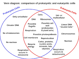 Eukaryote Vs Prokaryote Venn Diagram Kozen Jasonkellyphoto Co